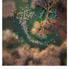 03. Woche 2027 Januar, 24 So. Kalenderblatt mit Luftaufnahme: Flamingos in einem See, umgeben von kahlen Bäumen.