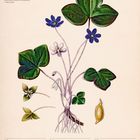„Leberblümchen (Hepatica nobilis)“, Kalender für Januar 2027. Illustration einer Pflanze mit blauen Blüten.
