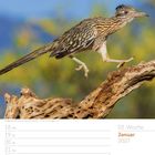 03. Woche Januar 2027. Ein Rennvogel auf einem Ast mit unscharfem Hintergrund und einer Kalenderansicht.