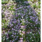 06 FEBRUAR, Mo 08, Di 09, Mi 10, Do 11, Fr 12, Sa 13, So 14. Blühender Elfen-Krokus unter einem Baum.