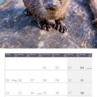 Kalenderseite für Juli 2027; Bild: Ein neugieriger Otter auf einem Felsen.