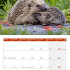 07 2027. Monatskalender mit Igeln im Vordergrund und roten Mohnblumen im Hintergrund.