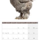 Kalender für Juli 2027. Bild oben: Eine graue Brahma-Henne. Wochentage und Feiertage auf Deutsch und Englisch.