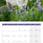 Kalender: Juli 2027. Bild: Ein beiges Islandpferd steht in einem Feld voller lila Blüten.