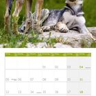 Kalender für Juli 2027 mit spielenden Wolfswelpen auf einem Stein, umgeben von grünem Hintergrund.