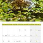 Kalenderblatt für Juli 2027. Oberer Teil zeigt einen Frosch im Wasser mit grünen Blättern auf dem Kopf.