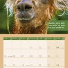 „Macken sind gut, um nicht zu sein wie alle anderen.“ Kalender für Juli 2027 mit braunem Lama im Hintergrund.