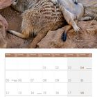 Kalenderblatt: Juli 2027. Zwei liegende Erdmännchen auf sandigem Boden mit Gräsern im Hintergrund.