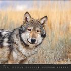Juli, Monatskalender mit Datum. Ein Wolf im Vordergrund, mit aufmerksamem Blick, stehend in trockener Graslandschaft.