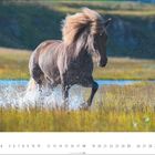 Zahl 7. Ein braunes Pferd galoppiert durch Wasser, spritzend und mit wehender Mähne in einer grasbewachsenen Landschaft.