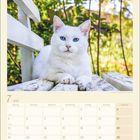 Kalenderblatt für Juli 2027. Oben drauf ist eine weiße Katze auf einer Bank, grüne Blätter im Hintergrund.