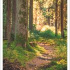 Ein schattiger Waldweg im Schwarzwald, Baden-Württemberg im Juli 2027, eingerahmt von hohen Bäumen und Moos.