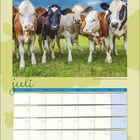 Im Juli-Kalender stehen sechs Kühe auf einer Wiese. Wochentage und Daten sind in einem Raster angeordnet.