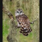 Monat Juli, Kalenderansicht. Streifenkauz auf Ast mit herabhängendem Moos.