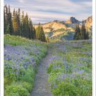 Zitat: "Derjenige, der ans Ziel getragen wurde, muss nicht glauben, es erreicht zu haben." Landschaft mit Weg und Blumen.