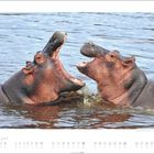 "Juli / July" und Monatskalender unten. Zwei spielende Flusspferde mit offenen Mäulern im Wasser.
