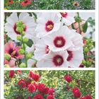 "Juli" und Kalenderdaten. Drei Blumenfotos: oben rote Blüten, Mitte weiße Blüten mit rosa Zentrum, unten rote Rosenbüsche.