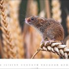 Kalenderblatt im Juli. Bild zeigt eine kleine Maus auf einem Getreidehalm in einem Feld mit unscharfem Hintergrund.