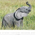 Ein Elefantenkalb steht im hohen Gras. Unten steht: "7" und eine Monatsübersicht.