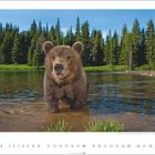 Braunbär (Jungtier) im Wasser eines Flusses, umgeben von Nadelbäumen. Unten ist eine Kalendertafel für den Monat Juli.