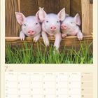 Kalenderblatt Juli 2027. Drei kleine Schweinchen schauen über ein Holzbrett. Darunter ist Gras zu sehen.