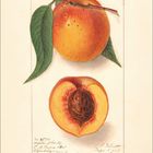 Illustration einer Pfirsichhälfte und eines ganzen Pfirsichs mit Blättern, darunter handgeschriebene Notizen.