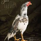 Kalenderblatt für Juli mit einem stolzen Hahn vor gesticktem Hintergrund. Beige und weiße Federn, gelbe Beine.