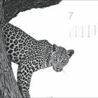 Kalenderblatt mit einer großen 7 und Datumsliste. Ein Leopard schaut neugierig um einen Baumstamm.