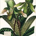 Text: "Juli 2027". Illustration einer Orchidee mit grünen und rosa Blüten und gemusterten Blättern. Kalender unten links.