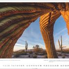 "Wildlife Photographer of the Year 2017, Finalist in der Kategorie 'Pflanzen und Pilze'. SAGUARO TWIST. Im Morgenlicht." Zwei große Kakteen.