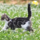 JUNI mit Kalender, Zitat von Margaret Campbell. Eine Katze läuft auf einer Wiese voller weißer Blumen.