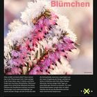 "Eiskalte Blümchen." Schneebedeckte rosa Blumen, darunter Kalenderdaten für Februar. Terra-Logo unten rechts.