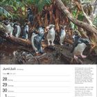 Juni/Juli, Krebs 21.6.–22.7., Snaresinseln-Info, Franz von Assisi Zitat. Pinguin-Gruppe im Wald. Kalenderdaten unten.