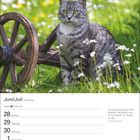 Juni/Juli, 26. Woche. Krebs 21.6.–22.7. Katze vor Holzrad im blühenden Feld. Zitat über Katzen von Sir Harry Swanson. Kalender.