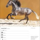 Kalenderseite mit Datum 28. Juni bis 4. Juli und einem kraftvollen, grauen Pferd im Galopp vor sandigem Hintergrund.