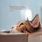 Zitat: "Warum das Leben...nicht mit einer Katze verbringen?" - Robert Stearns. Porträt einer Katze in einem Karton.