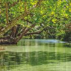 "Versteckt im Grün", Kalender vom Juni und Juli. Dschungel und smaragdgrüner Fluss in Jamaika, umgeben von üppigem Grün.