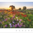 Rosen- und Mohnblüte bei Batashevo, Bulgarien. Kalender zeigt Juni, Woche 24: Montag, 14 bis Sonntag, 20.