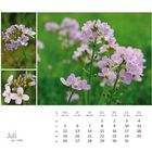 Juli-Kalenderblatt mit violetten Blumenfotos. Der Monat wird mit Daten und Wochentagen angezeigt.