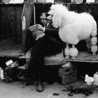 Eine Person liest, ein großer, gestylter Pudel sitzt daneben in einer Box mit Pflegeutensilien.