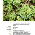 Vorkommen: Sehr häufig, gärten, wiesen. Sammeln: März–November. Bestimmung: dichter bodendecker, bis 90 cm.