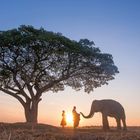 Ein großer Baum neben zwei Menschen und einem Elefanten im Sonnenuntergang.