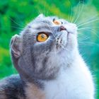 Ein Portrait einer Katze mit großen, bernsteinfarbenen Augen und dichtem, grauem Fell vor unscharfem grünem Hintergrund.