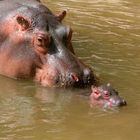 Kein Text vorhanden. Ein Flusspferd mit seinem Jungtier schwimmt im Wasser, beide Köpfe sind zu sehen.