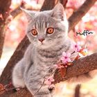 Der Text "Muffin" steht neben einer grauen Katze, die in einem Baum mit rosa Blüten sitzt.