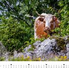 Text "Alina" über einer braun-weißen Kuh im Grünen. Unten ist ein Kalender für Juli mit Kuhsymbolen.