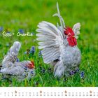 Text: "Sissi + Charlie" und "Juli". Ein Hahn und eine Henne auf einer blühenden Wiese.