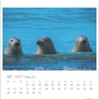 Kalenderblatt Juli 2027: Drei Seehunde mit geschlossenen Augen im Wasser. Logo unten rechts.