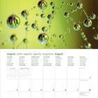 Kalenderseite für August 2027 in mehreren Sprachen. Bild zeigt Tauperlen auf Spinnennetzen mit grünem Hintergrund.