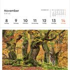 November, KW 45, 8. bis 14. Naturpark Kellerwald-Edersee, Deutschland. Alte Bäume mit herbstlichem Laub, Moos bedeckt den Boden.
